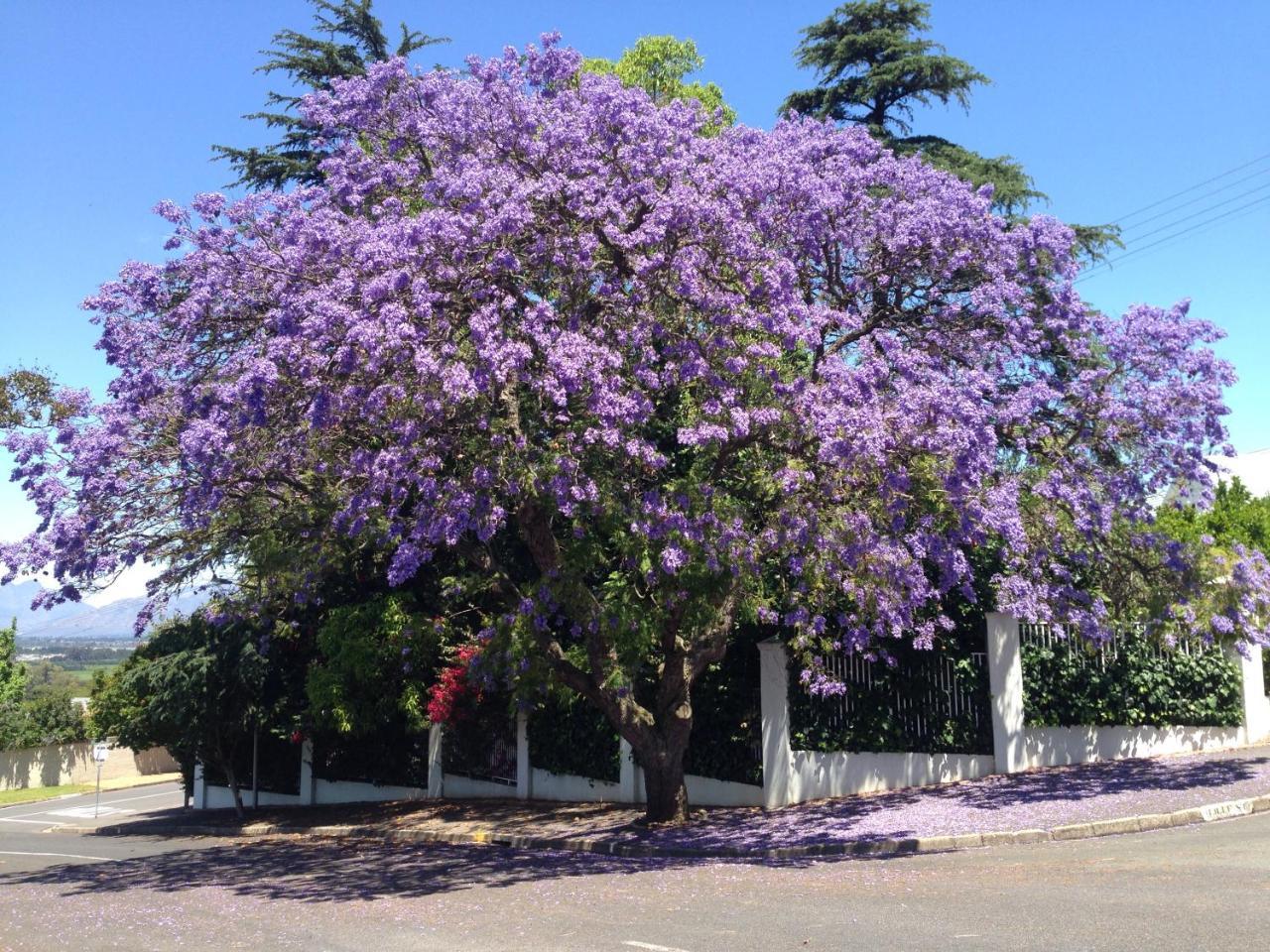 Alba House Guest House Paarl Dış mekan fotoğraf
